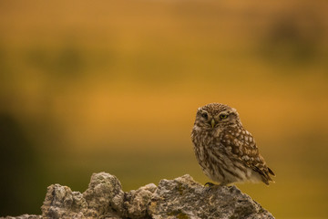 Little owl in Montgai, Lleida, Spain