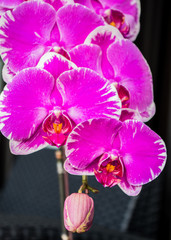 Orchideenrispe