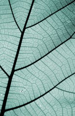 Naklejka na ściany i meble Close up on blue leaf texture (background)