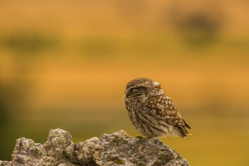 Little Owl in Montgai, Lleida, Spain