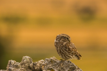 Little Owl in Montgai, Lleida, Spain