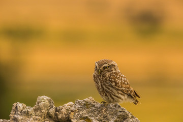 Little owl in Montgai, Lleida, Spain