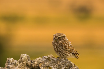 Little owl in Montgai, Lleida, Spain