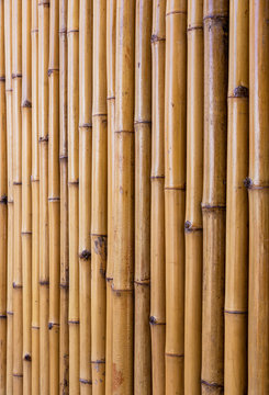 Line of bamboo wall