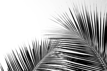Palm leaves isolated on white
