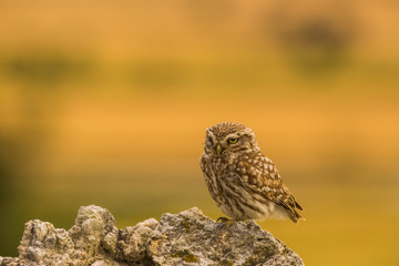 Little owl in Montgai, Lleida, Spain