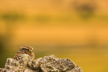 Little Owl in Montgai, Lleida, Spain