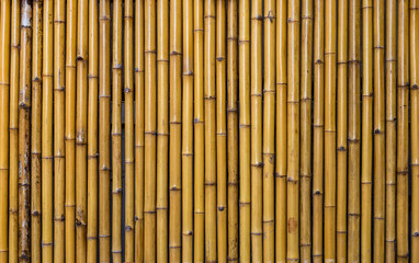 Tropical bamboo wall texture, background