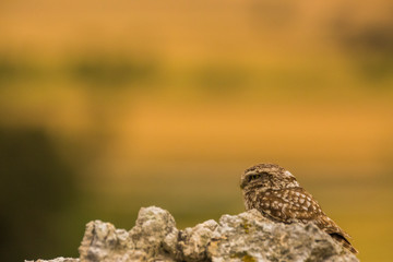 Little Owl in Montgai, Lleida, Spain