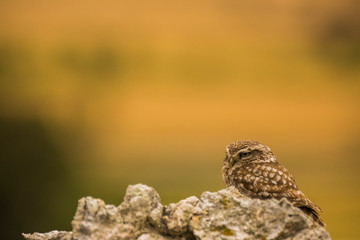 Little Owl in Montgai, Lleida, Spain
