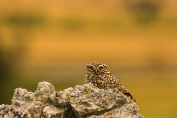 Little Owl in Montgai, Lleida, Spain