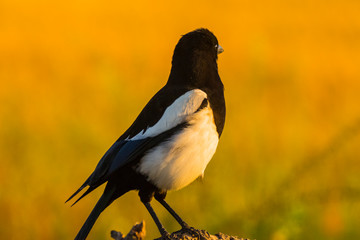 Magpie in Montgai, Lleida, Spain