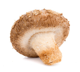 Fresh Shiitake mushroom isolated on white background