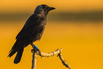 Raven in Montgai, Lleida, Spain