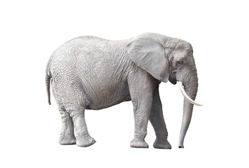 Fototapeta na wymiar African elephant isolated on white background 