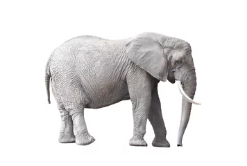 Zelfklevend Fotobehang Afrikaanse olifant geïsoleerd op witte achtergrond © Jakub Krechowicz