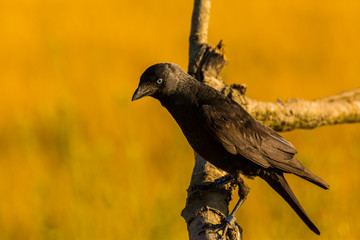 Raven in Montgai, Lleida, Spain