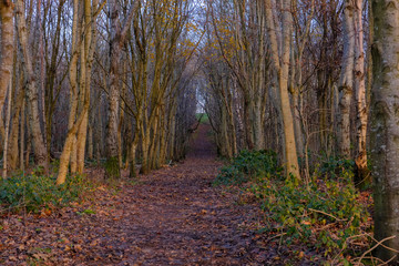 A Path Through Autumnal Trees in Scotland
