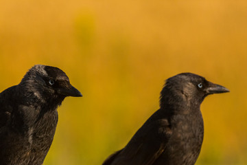 Raven in Montgai, Lleida, Spain
