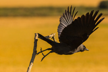 Raven in Montgai, Lleida, Spain