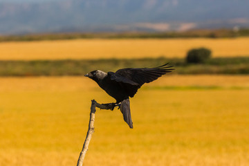 Raven in Montgai, Lleida, Spain