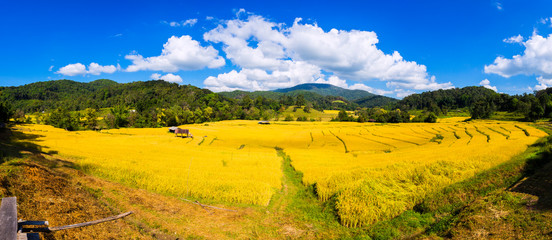 rice field or paddy field near the house