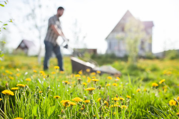 Gardener mowing grass and dandelion flowers in the garden