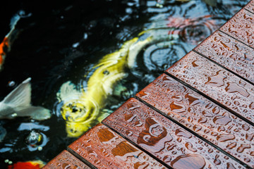 Selective Focus of Droplet on Wooden Terrace with Koi Carp Japanese fish underwater in Koi Pond in raining day.Top view.Pet,Home and Decor Concept.