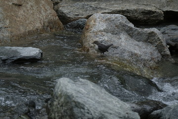 Wasseramsel,  Eurasische Wasseramsel, Cinclus cinclus
