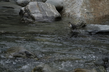 Wasseramsel,  Eurasische Wasseramsel, Cinclus cinclus
