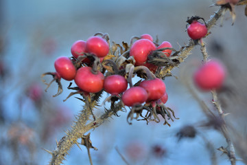 red rosehips on the branches in winter