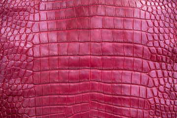 Close up of red burgundy Crocodile,Alligator belly skin texture use for wallpaper background.Luxury Design pattern for Business and Fashion.Top view surface in backdrop.