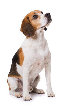 Adult beagle dog sitting isolated on white background and looking up