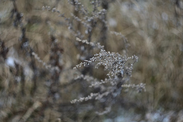 Artemísia dry wormwood flower in the meadow