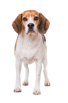Adult beagle dog standing isolated on white background and looking to the camera
