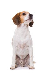 Adult beagle dog sitting isolated on white background