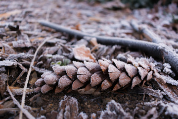 Brown pine cone on the ground with white frosting and snow in winter macro close up