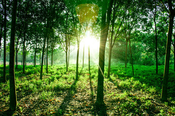 Obraz premium Sun light shine through the tree in morning, Beautiful flare light of beginning new day with warm sunbeam light, Atmosphere of morning in rural