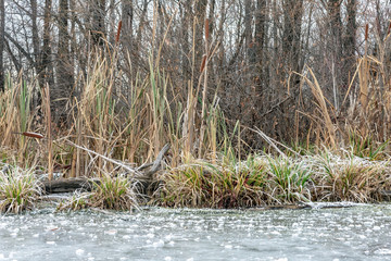 Grass on the river Bank in winter.