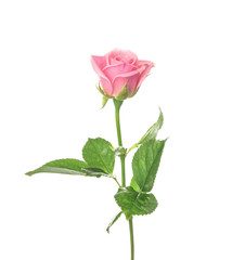 Fototapeta premium Beautiful pink rose on white background
