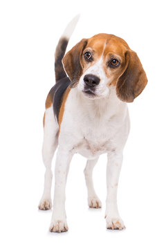 Adult beagle dog standing isolated on white background and looks to the side