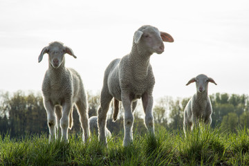 3 Lämmer auf Frühlingswiese