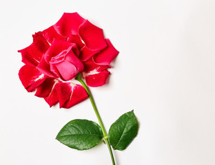 Beautiful rose with petals on white background