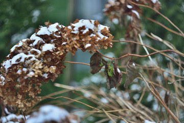 dry hydrangea flower in winter garden