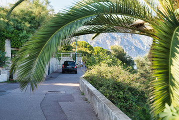 Fototapeta na wymiar A branch of palm. On the road in the suburb of Nice, France