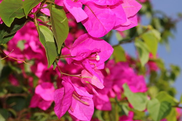 flower in Vietnam