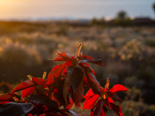 Deep red plant touched by the warm summer sunset light