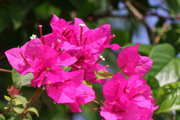 flower in Vietnam