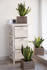 Beautiful sansevieria in wooden boxes in living room