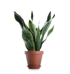 Beautiful sansevieria on white background